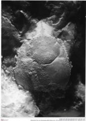 Historisches Foto von Ambulocapsa altilis (Robins et al., 2013) (NHMW-AFW-GEO-BACHMAYER-FOTO-1990-0041-2791)